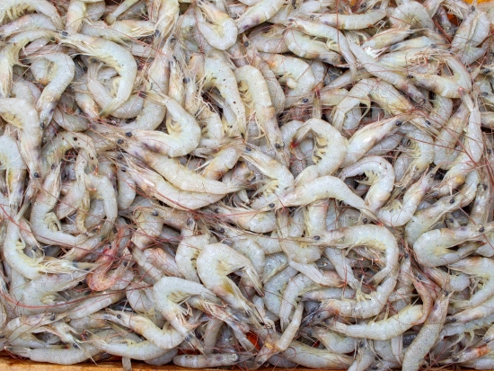 중하새우 1/2상자(7.5kg)