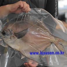 반건조 덕자병어 2.5~3kg 1마리