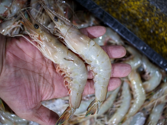 자연산 대하새우 1상자 150마리