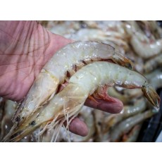 자연산 대하새우 1상자 150마리