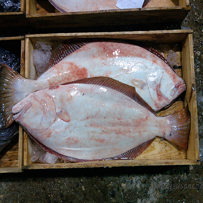 자연산 광어 1마리(3kg~4kg)