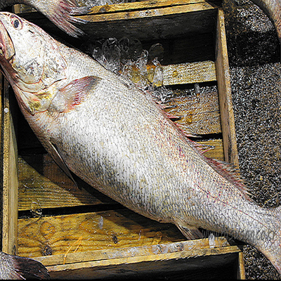 횟감용 신안산 민어 민어 4.5kg