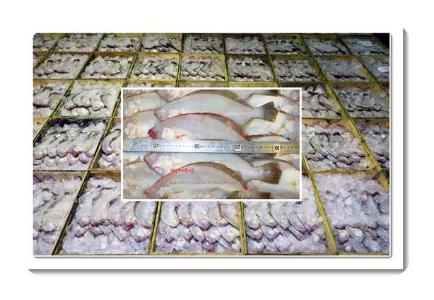 반 건조 참가자미 대 10마리