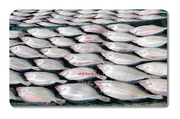 반 건조 참가자미 대 10마리