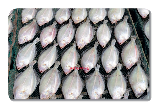 반 건조 참가자미 대 10마리