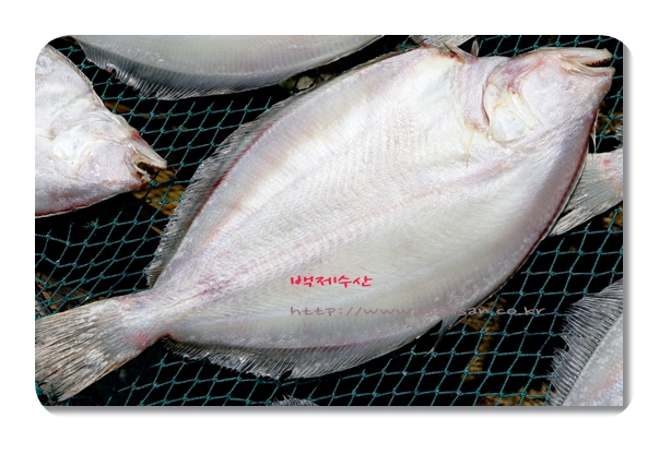 반 건조 참가자미 대 10마리