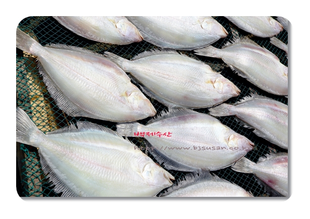 반 건조 참가자미 대 10마리
