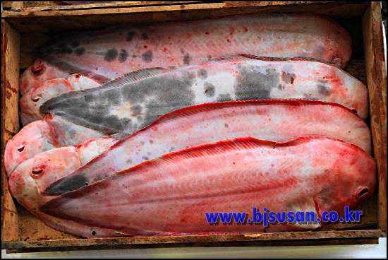 신안産 생물 서대  1상자 15마리(40cm전후)