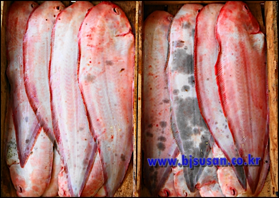 신안産 생물 서대  1상자 15마리(40cm전후)