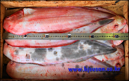 신안産 생물 서대  1상자 15마리(40cm전후)