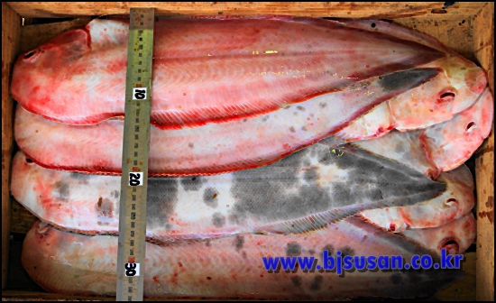 신안産 생물 서대  1상자 15마리(40cm전후)