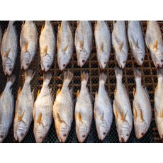 반건조 수조기(30~35cm급) 3마리 1팩