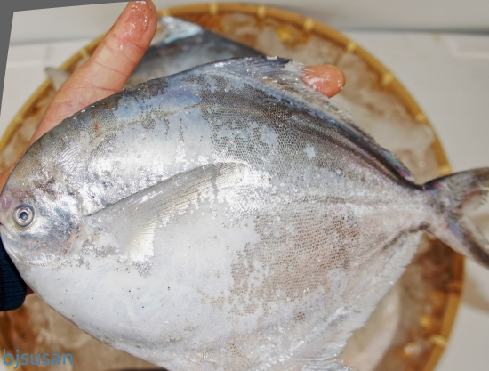 횟감용 병어 中(250g~300g) 10마리