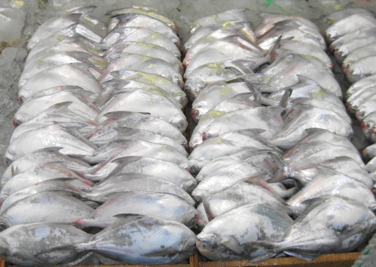 횟감용 병어 中(250g~300g) 10마리