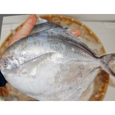 횟감용 병어 中(250g~300g) 10마리