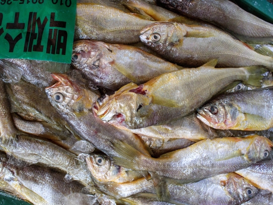 생물 파 참조기 1박스 9kg