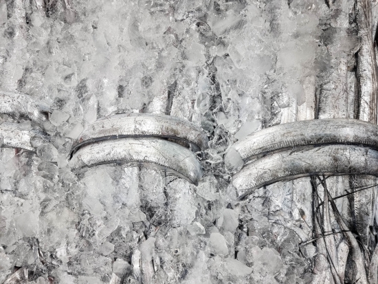 목포 먹갈치 中大(몸통폭 6cm~6.5cm) 1/2상자 25마리