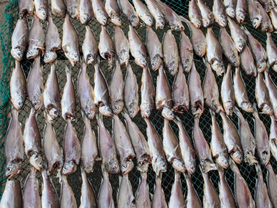 반건조 파 참조기