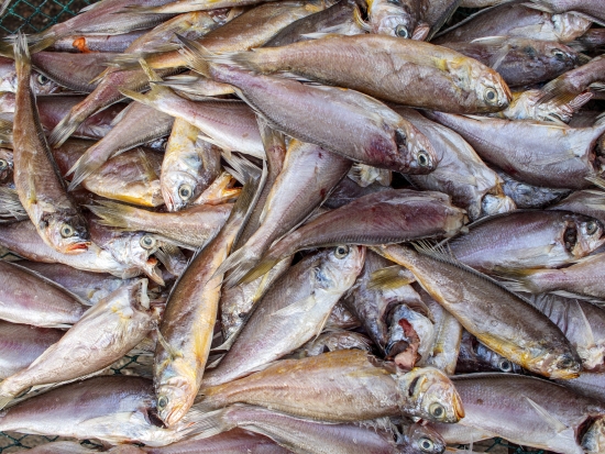 반건조 파 참조기