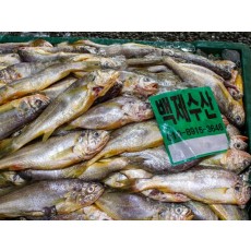 반건조 파 참조기