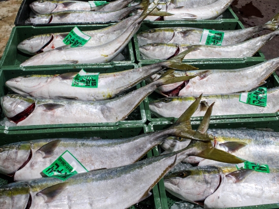 횟감용 自然산 방어 5~6kg급 1마리