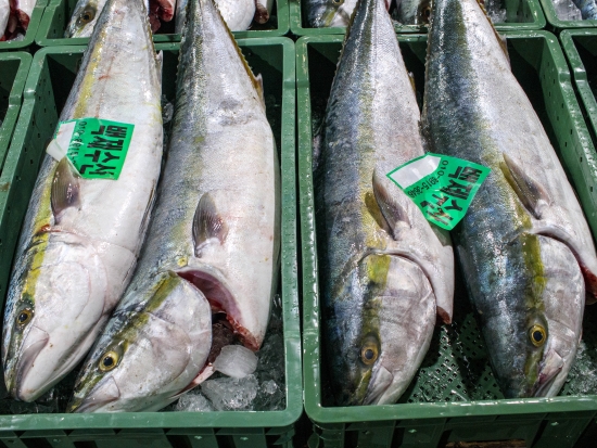 횟감용 自然산 방어 5~6kg급 1마리