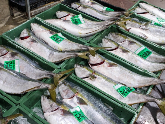 횟감용 自然산 방어 5~6kg급 1마리