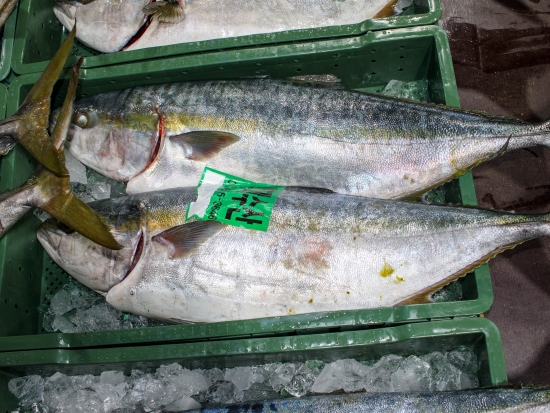 횟감용 自然산 방어 5~6kg급 1마리