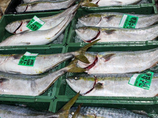 횟감용 自然산 방어 5~6kg급 1마리