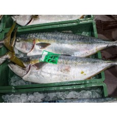 횟감용 自然산 방어 5~6kg급 1마리